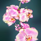 Orquídeas V
