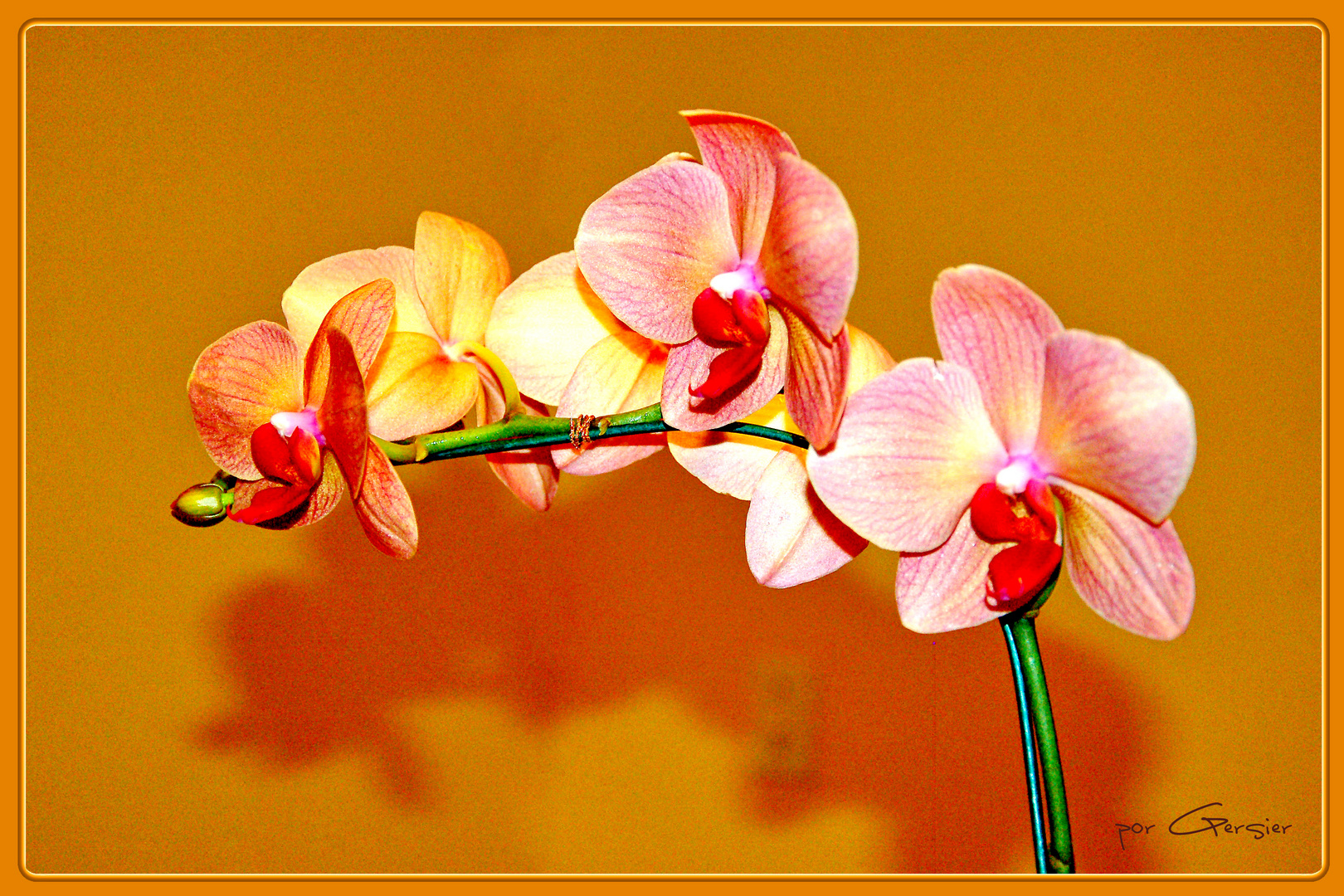 Orquideas/Orchids