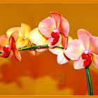 Orquideas/Orchids