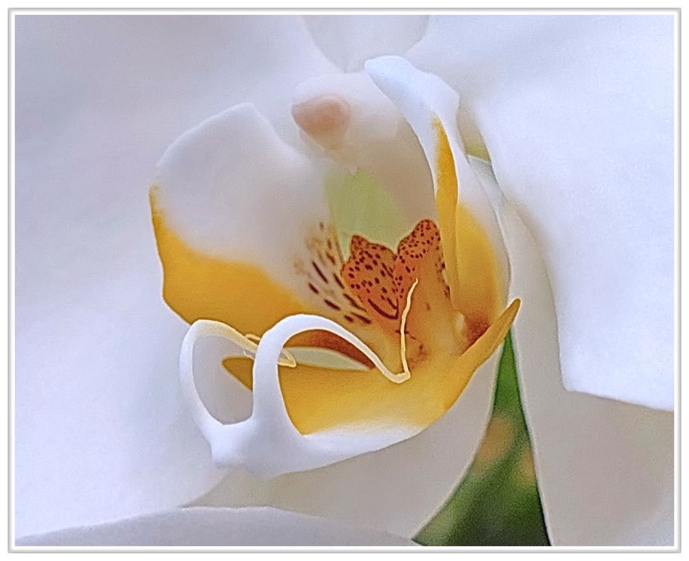  Orquidee-Herz 