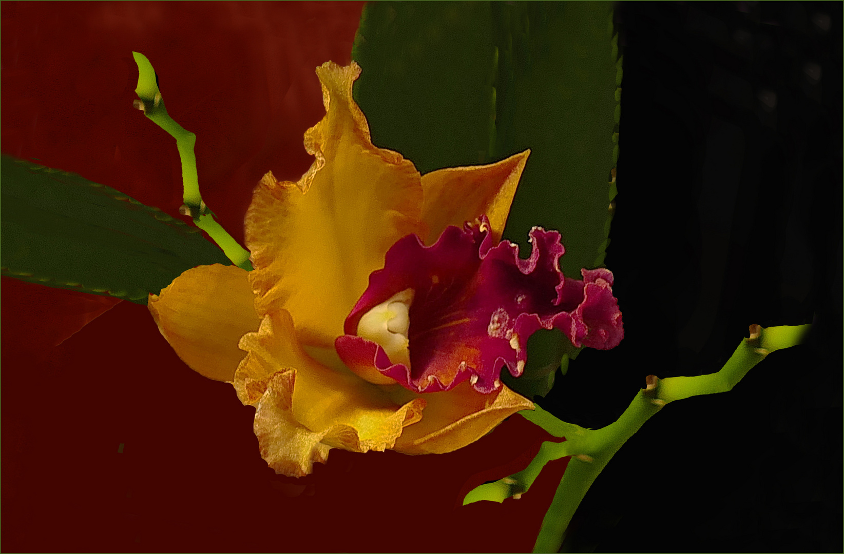 Orquidee in orange Farbe 