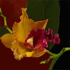 Orquidee in orange Farbe 