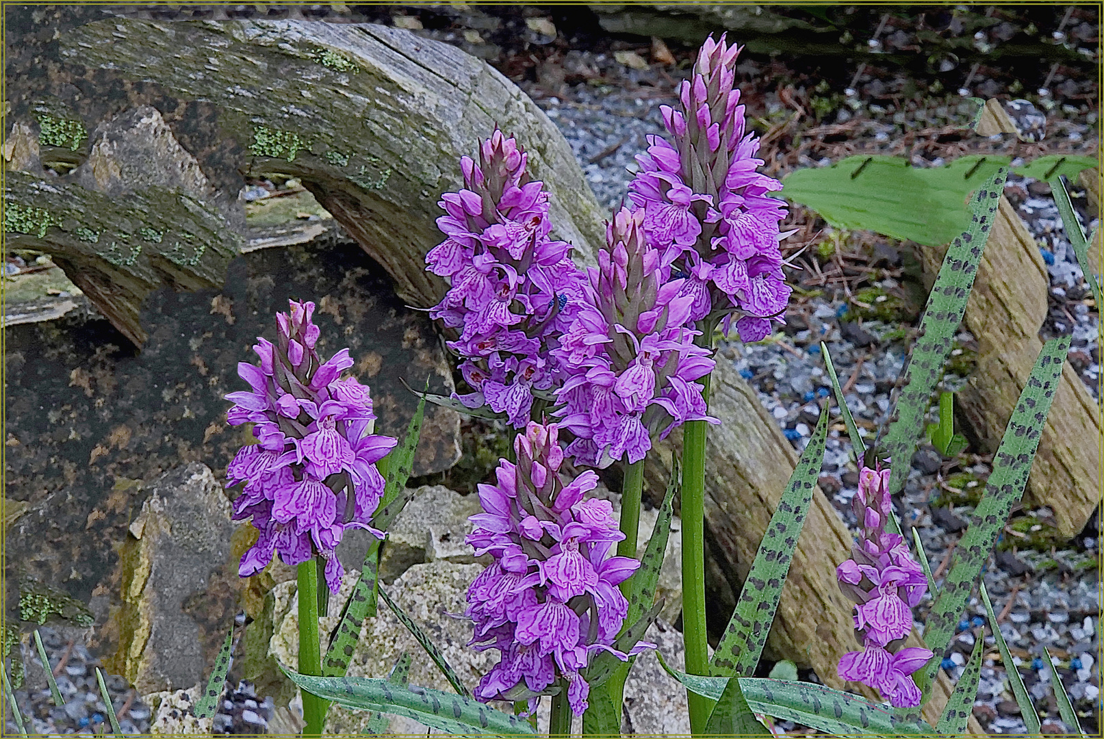 Orquideen aus  dem  Zauberqarten von V. F.