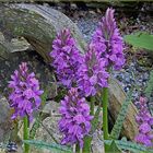 Orquideen aus  dem  Zauberqarten von V. F.