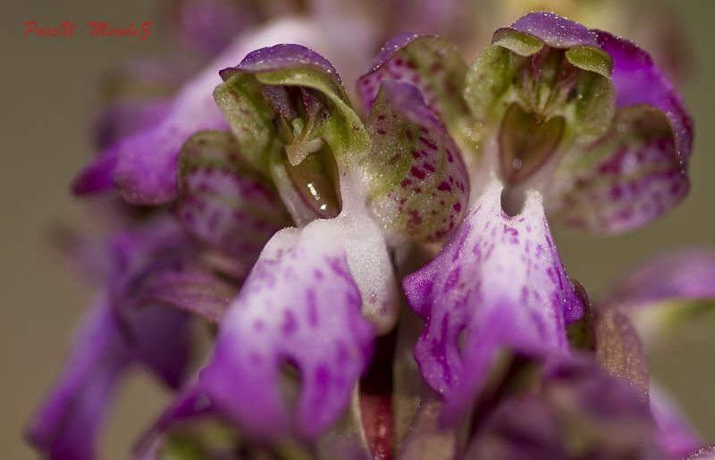 Orquidia Barlia Robertiana