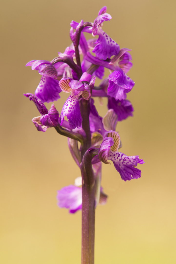 Orquis morio