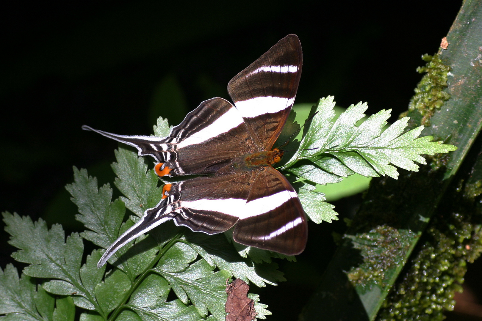 Orsilochus Daggerwing (Marpesia orsilochus)