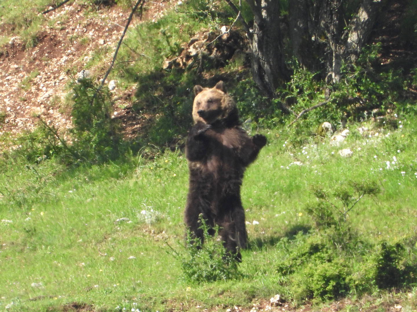 Orso bruno marsicano