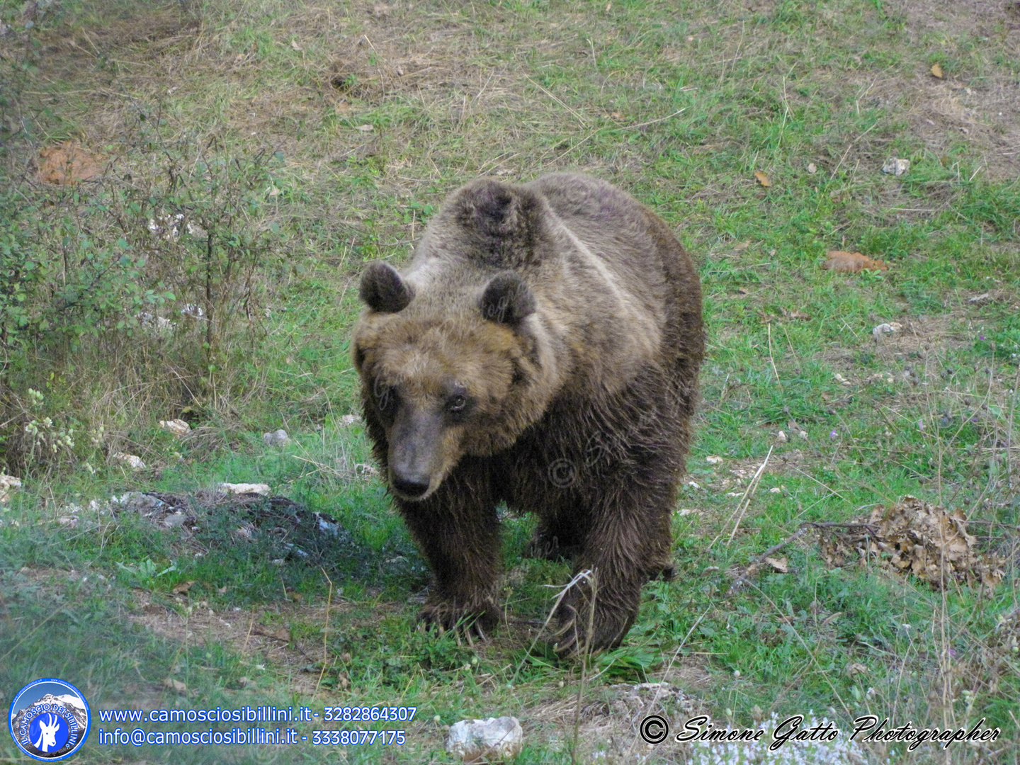 Orso Bruno Marsicano (Appennic Brown Bear)