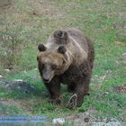 Orso Bruno Marsicano (Appennic Brown Bear)