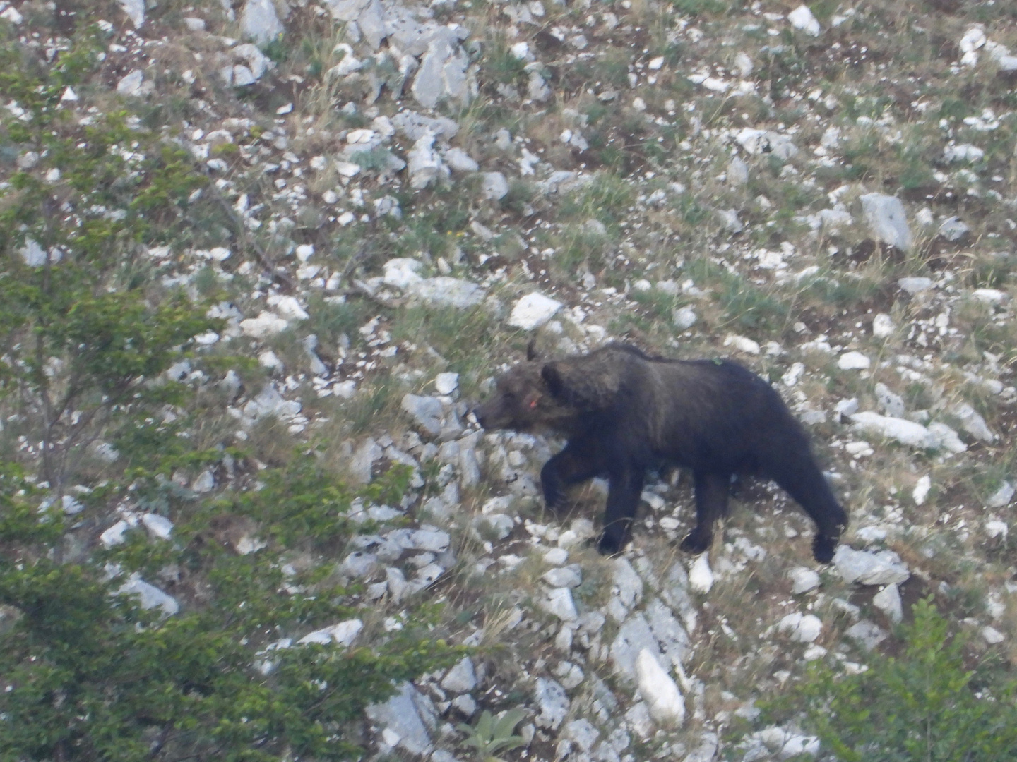 Orso bruno marsicano in lontananza