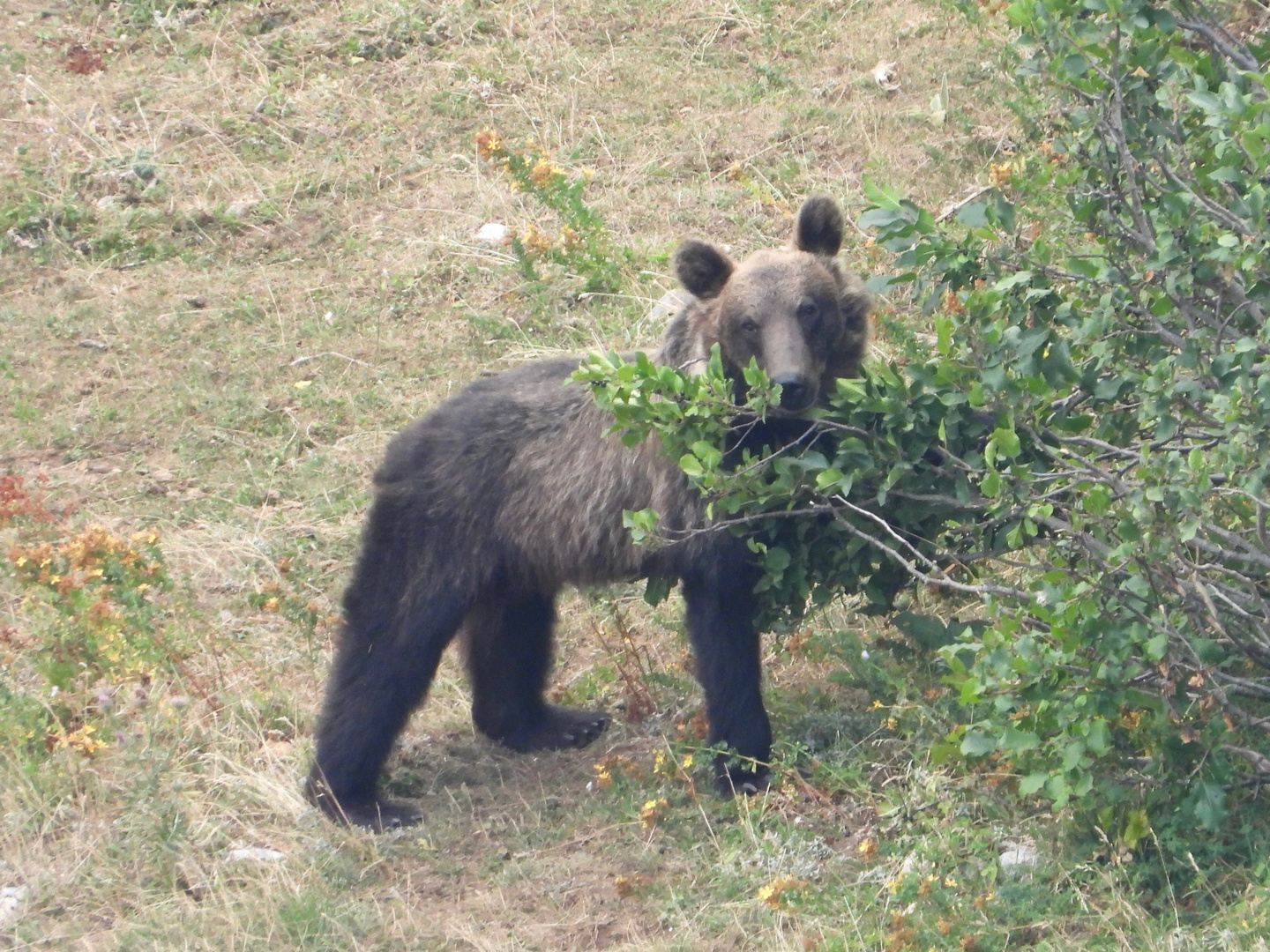 Orso bruno marsicano sul ramno