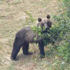 Orso bruno marsicano sul ramno