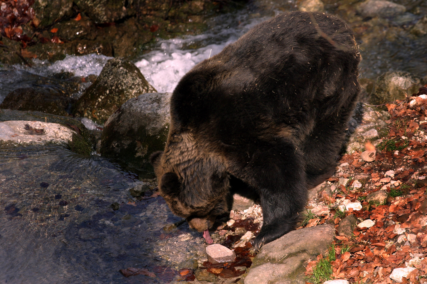 orso del brenta