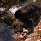 orso del brenta