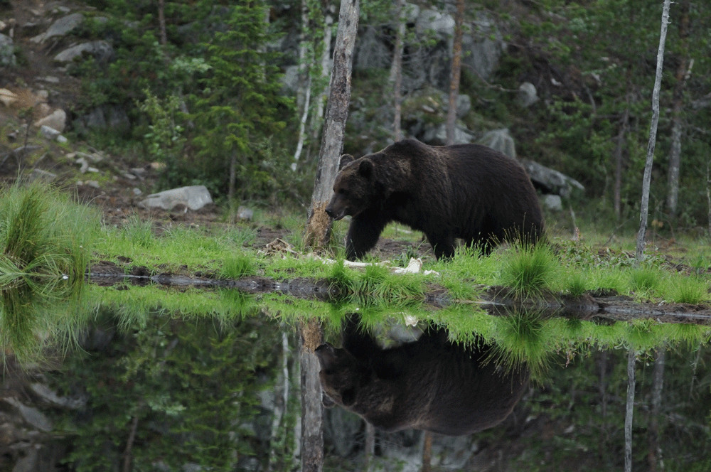 orso di mezzanotte