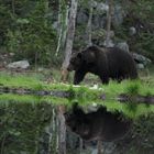 orso di mezzanotte