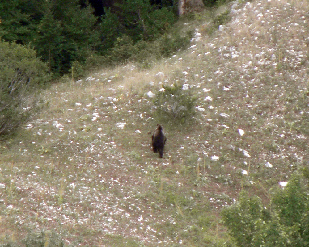 Orso Marsicano