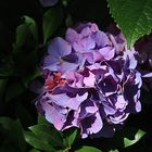 Ortensia- Hydrangea