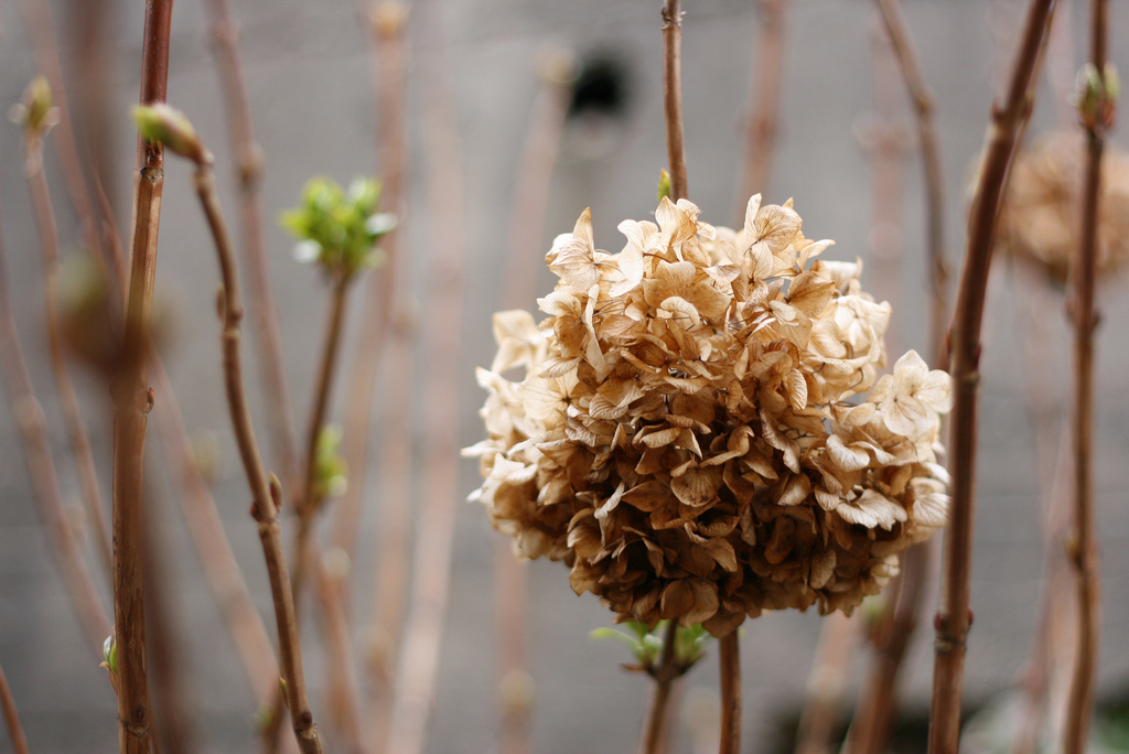 ortensie.