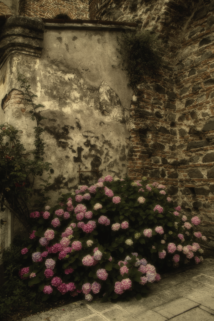 Ortensie tra le mura