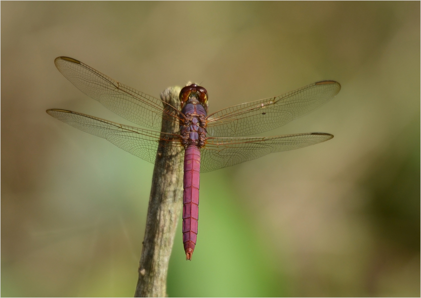 Orthemis discolor