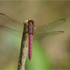 Orthemis discolor