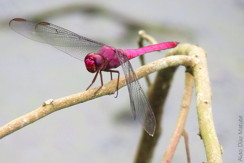 Orthemis discolor