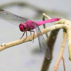 Orthemis discolor