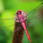 Orthemis ferruginea, male