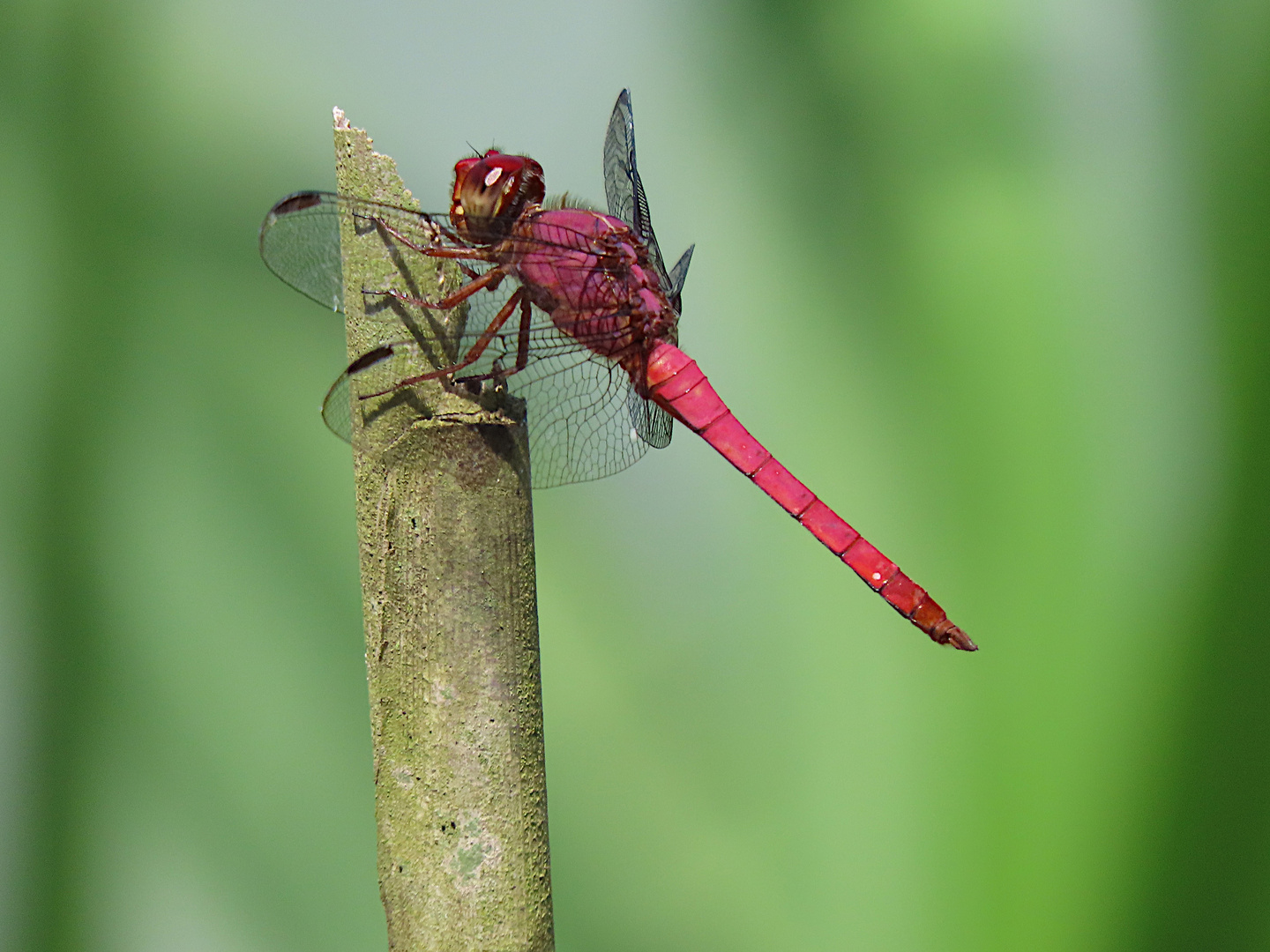 Orthemis schmidti