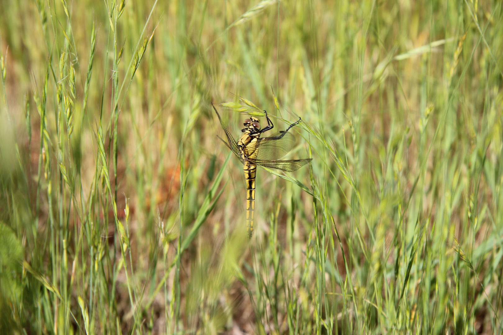 ortherum réticulé femelle, immature