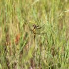 ortherum réticulé femelle, immature