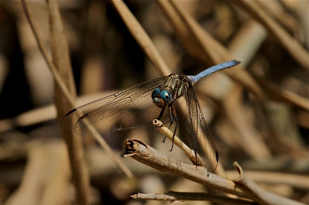 Orthetrum abbotti  (1)