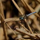 Orthetrum abbotti  (1)