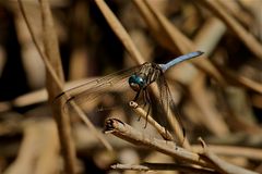 Orthetrum abbotti  (1)