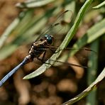 Orthetrum abbotti  (2)