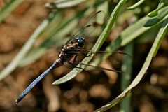 Orthetrum abbotti  (2)