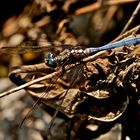 Orthetrum abbotti  (3)