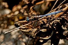 Orthetrum abbotti  (3)