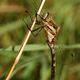 Orthetrum albistylum