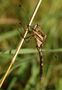 Orthetrum albistylum de IngridP 