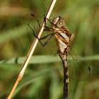 Orthetrum albistylum