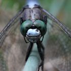 Orthetrum albistylum