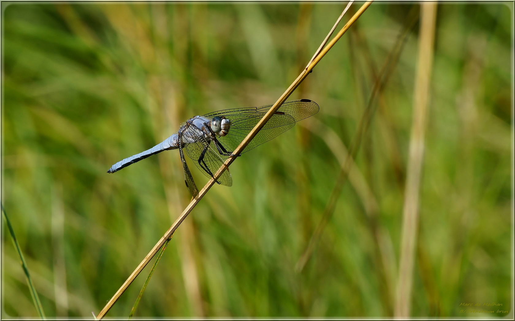 Orthetrum brun