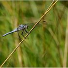 Orthetrum brun