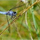 Orthetrum brun