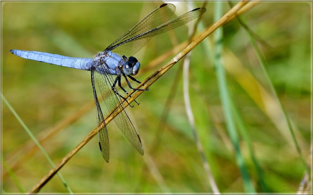 Orthetrum brun