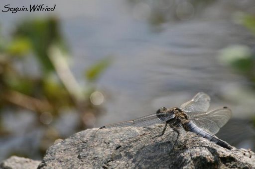 Orthetrum brun " Orthetrum brunneum "