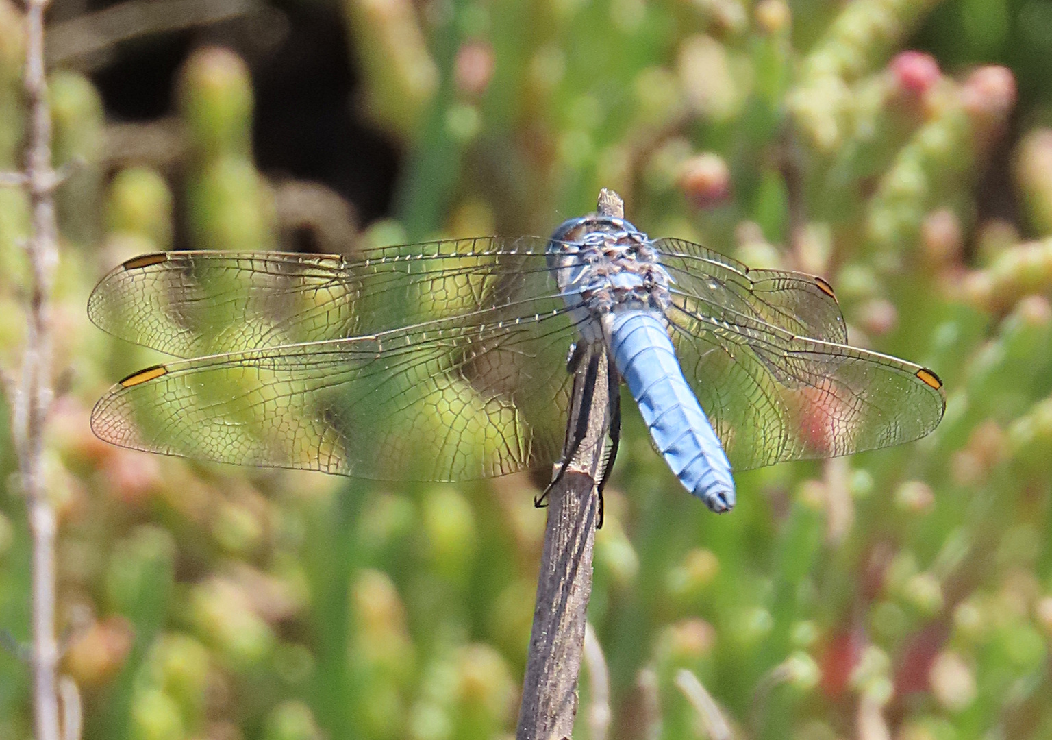 Orthetrum brunneum